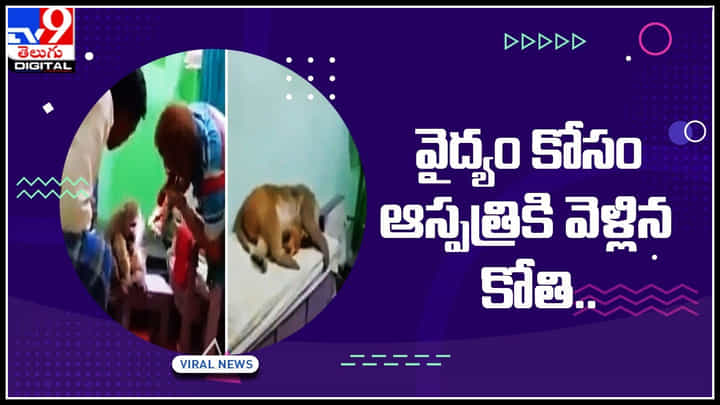 Monkey Viral Video: వైద్యం కోసం ఆస్పత్రికి వెళ్లి.. తానే డాక్టర్తో పరీక్షలు చేయించుకున్న వానరం.. వైరల్ అవుతున్న వీడియో.. Monkey Viral Video: వైద్యం కోసం ఆస్పత్రికి వెళ్లి.. తానే డాక్టర్తో పరీక్షలు చేయించుకున్న వానరం.. వైరల్ అవుతున్న వీడియో..