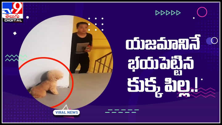 Puppy Prank Video: యజమానినే భయపెట్టిన కుక్క పిల్ల.! నవ్వులు పూయిస్తున్న వీడియో.. Puppy Prank Video: యజమానినే భయపెట్టిన కుక్క పిల్ల.! నవ్వులు పూయిస్తున్న వీడియో..