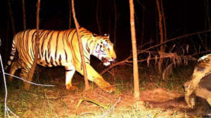 Tiger: మెరుపులా వచ్చి మాయమవుతున్న పులి.. గజగజ వణికిపోతున్న కాకినాడ జిల్లా ప్రజలు..