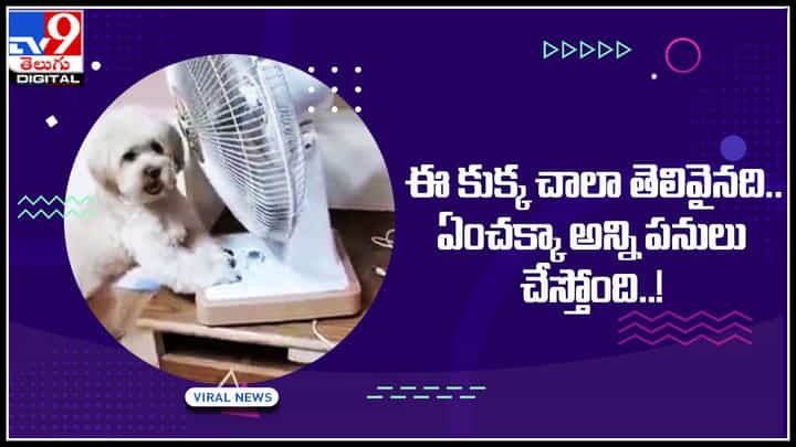 Smart dog: ఈ కుక్క చాలా తెలివైనది.. ఏంచక్కా అన్ని పనులు చేస్తోంది..! Smart dog: ఈ కుక్క చాలా తెలివైనది.. ఏంచక్కా అన్ని పనులు చేస్తోంది..!
