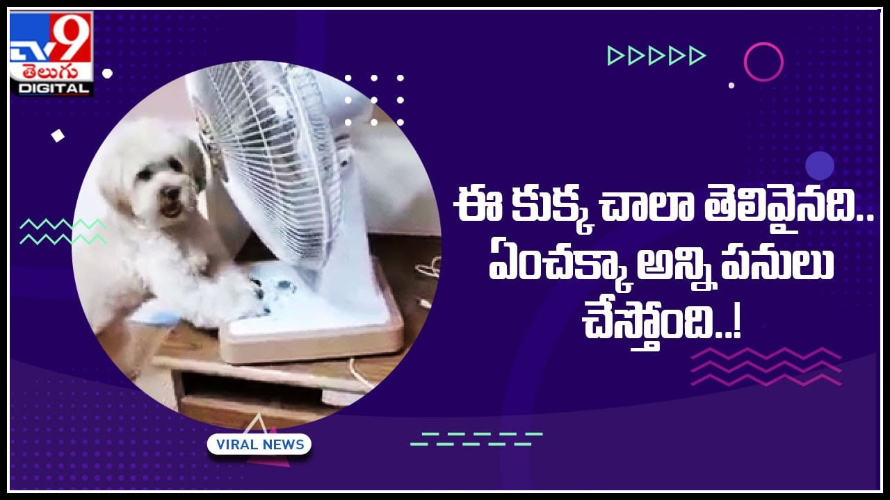 Smart dog: ఈ కుక్క చాలా తెలివైనది.. ఏంచక్కా అన్ని పనులు చేస్తోంది..!