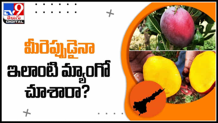 Apple mango: మీరెప్పుడైనా ఇలాంటి మ్యాంగో చూశారా.? గడికోటలో వినూత్నమైన మామిడి.. Apple mango: మీరెప్పుడైనా ఇలాంటి మ్యాంగో చూశారా.? గడికోటలో వినూత్నమైన మామిడి..
