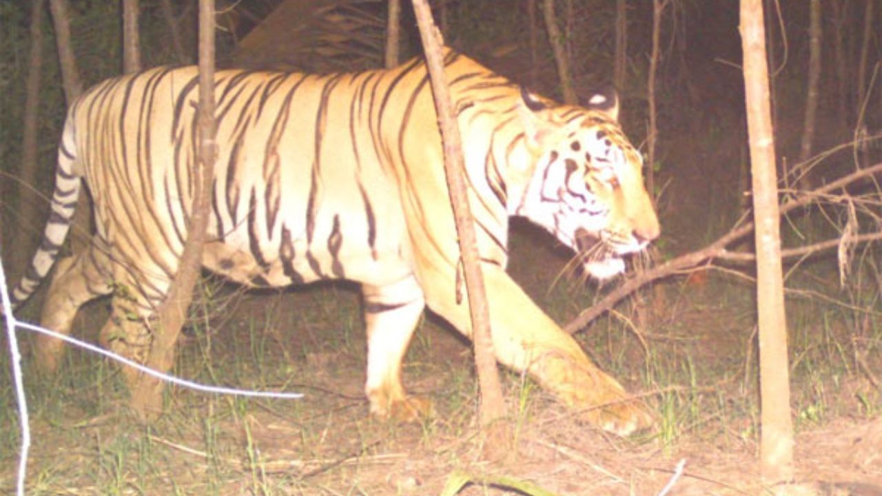 Bengal Tiger: వణిస్తున్న పెద్దపులి సంచారం.. మొదటిసారిగా పులిని చూసి సొమ్మసిల్లిన గ్రామస్థుడు.. కట్ చేస్తే
