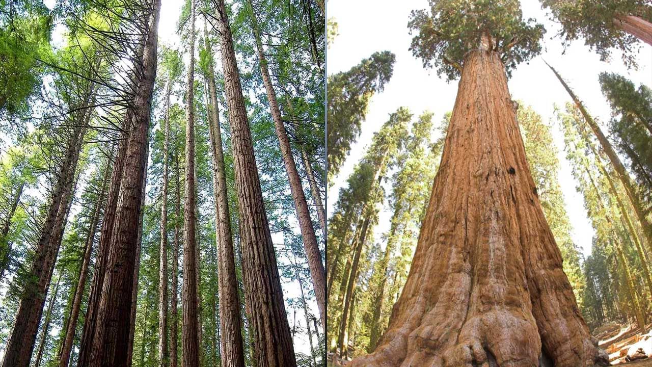 Tree Facts: చెట్లు ఎల్లప్పుడూ 90 డిగ్రీల సరళ రేఖలో ఎందుకు పెరుగుతాయి.. ఇదే కారణం