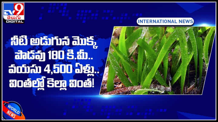Largest plant: వింతల్లో కెల్లా వింత.! నీటి అడుగున మొక్క.. పొడవు 180 కి.మీ.. వయసు 4,500 ఏళ్లు.. Largest plant: వింతల్లో కెల్లా వింత.! నీటి అడుగున మొక్క.. పొడవు 180 కి.మీ.. వయసు 4,500 ఏళ్లు..