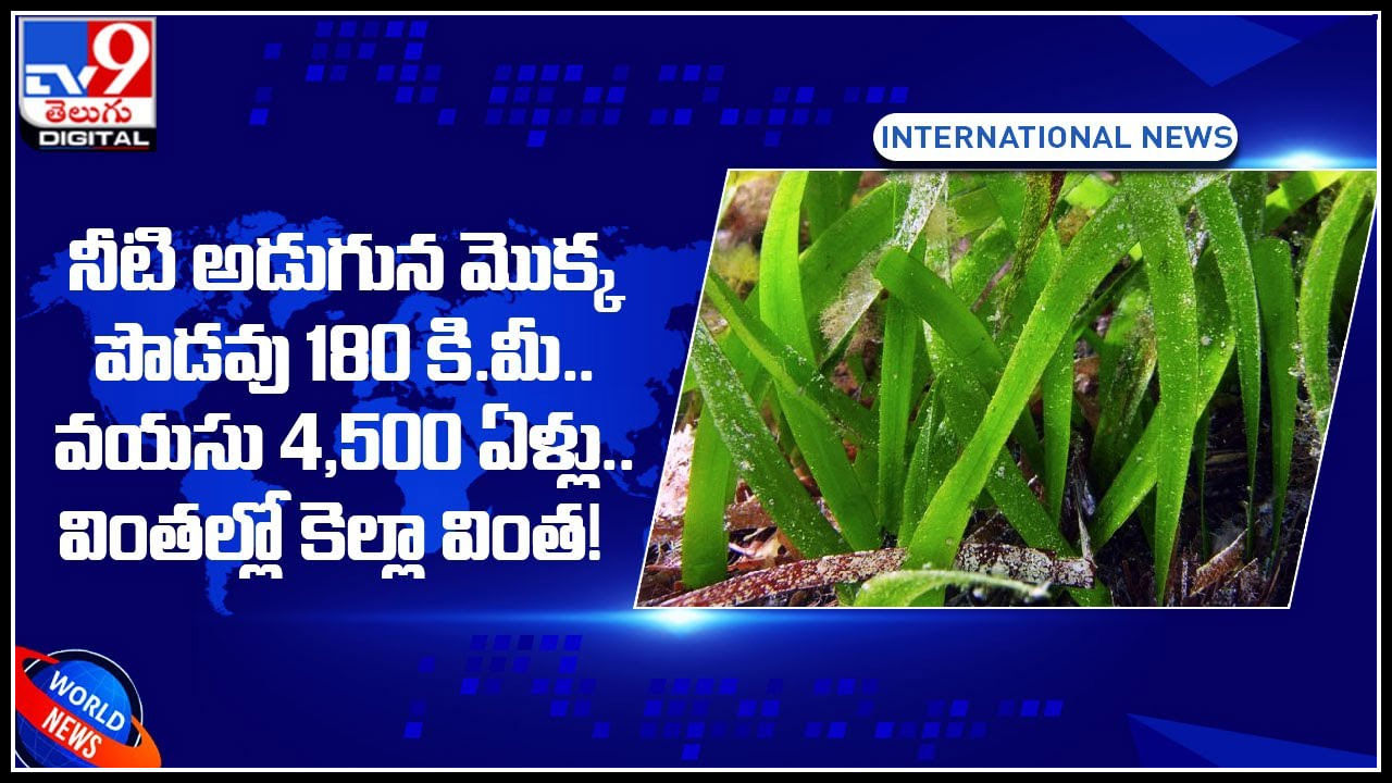 Largest plant: వింతల్లో కెల్లా వింత.! నీటి అడుగున మొక్క..  పొడవు 180 కి.మీ..  వయసు 4,500 ఏళ్లు..