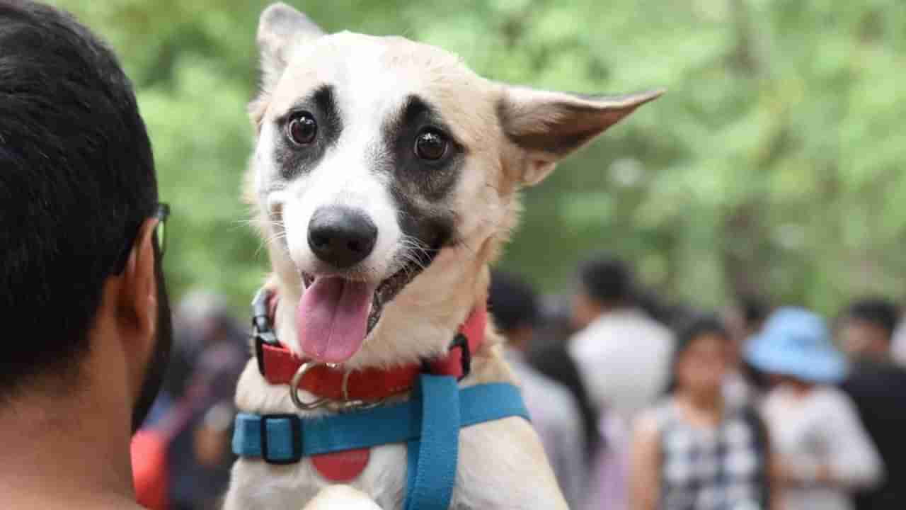 Pet Dogs: పెంపుడు కుక్కలకు ప్రత్యేక పార్కు, బ్యూటీ పార్లర్లు, బర్త్ డే పార్టీలు.. అట్లుంటది మరి పెట్ డాగ్స్ రిచ్ లైఫ్..