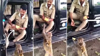 Dog Viral video: పశ్చిమగోదావరి జిల్లాలో వింత సంఘటన.. ఆంజనేయస్వామికి ప్రదక్షిణలు చేసిన శునకం..