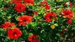 Vastu Tips for Hibiscus Plant అనారోగ్య సమస్యలా.. సూర్యుడికి.. మందారం పువ్వులతో ఇలా అర్ఘ్యం సమర్పించండి..