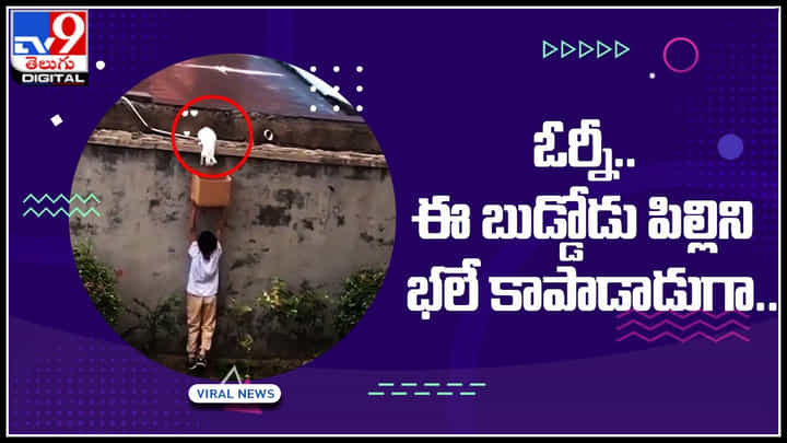 boy save cat: ఓర్నీ.. ఈ బుడ్డోడు పిల్లిని భలే కాపాడాడుగా.. వీడియో చూసి మెచ్చుకోక తప్పదు.. boy save cat: ఓర్నీ.. ఈ బుడ్డోడు పిల్లిని భలే కాపాడాడుగా.. వీడియో చూసి మెచ్చుకోక తప్పదు..