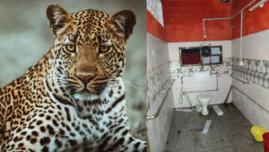 Leopard: అర్ధరాత్రి పాఠశాలకు అనుకోని అతిథి.. చూసిన వాచ్‌‌మెన్‌కు ఫ్యూజులౌట్.. చివరకు..