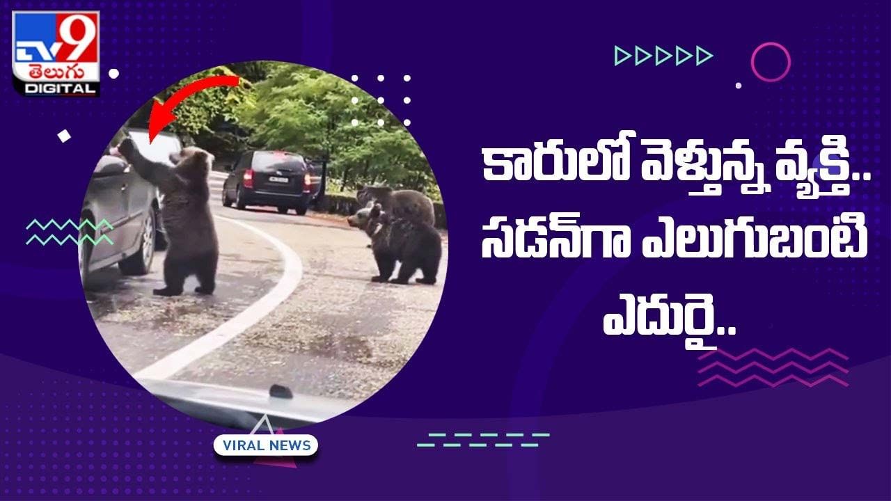 కారులో వెళ్తున్న వ్యక్తి !! సడన్‌గా ఎలుగుబంటి ఎదురై.. ??