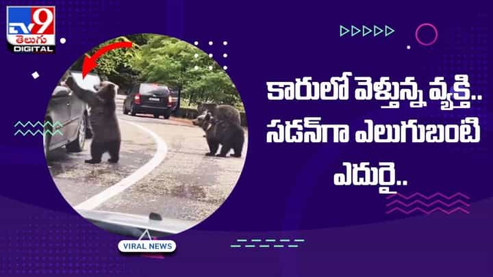 కారులో వెళ్తున్న వ్యక్తి !! సడన్గా ఎలుగుబంటి ఎదురై.. ?? కారులో వెళ్తున్న వ్యక్తి !! సడన్గా ఎలుగుబంటి ఎదురై.. ??