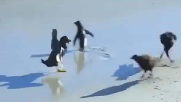 Viral Video: పెంగ్విన్ను చంపేందుకు చుట్టుముట్టిన డేగలు.. దిమ్మ తిరిగే షాకిచ్చిన బాతులు.. వీడియో అదుర్స్..