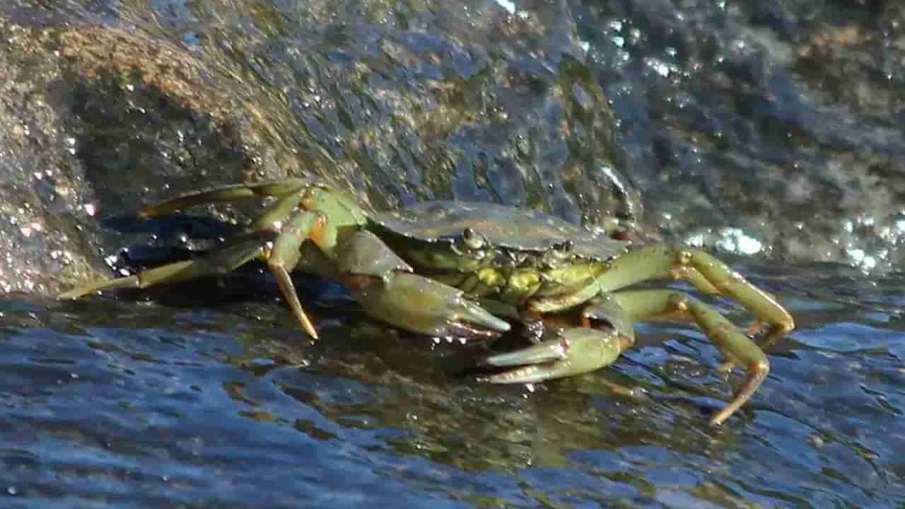 Green Crab Whiskey: పచ్చ పీతల సంఖ్యతో పర్యావరణానికి ముప్పు.. సమస్యకి చెక్ పెట్టేలా పీతలతో విస్కీ తయారీ.. ఎక్కడంటే