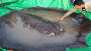 300KGs Fish: నదిలో పట్టుబడిన ప్రపంచంలోనే అతిపెద్ద మంచినీటి  స్టింగ్రే చేప.. దీని ప్రత్యేకతలు ఏంటో తెల్సా..?