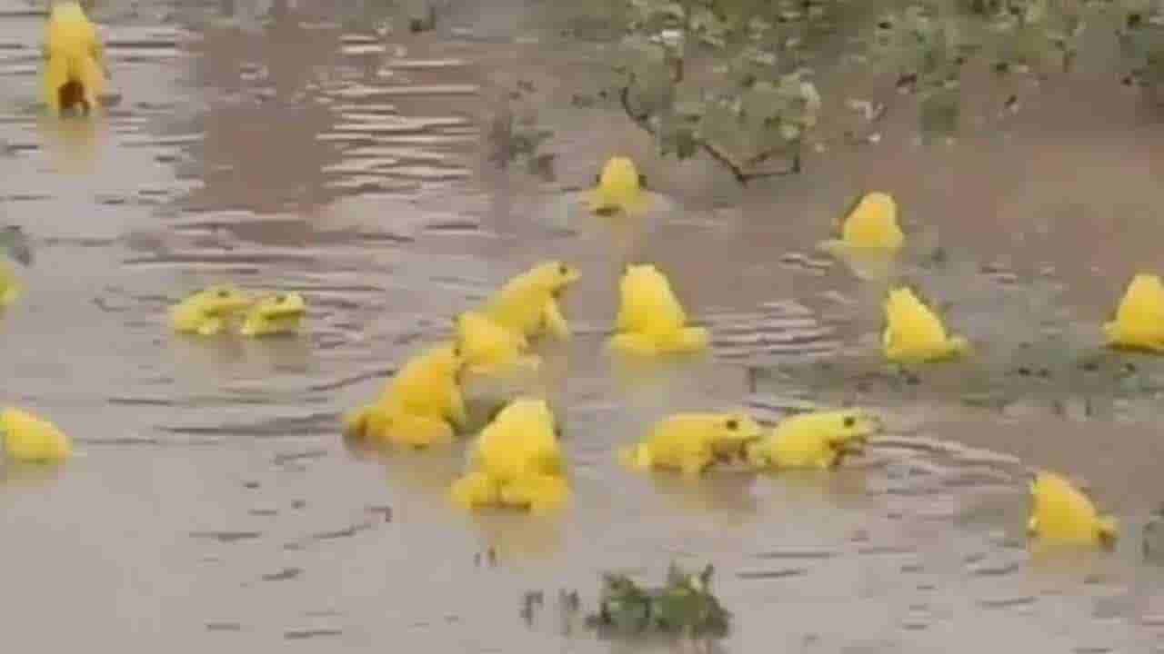 Andhra Pradesh: కోనసీమ వాసులను భయపెడుతున్న వింత కప్పలు.. పెను విపత్తు వస్తుందేమోనని..