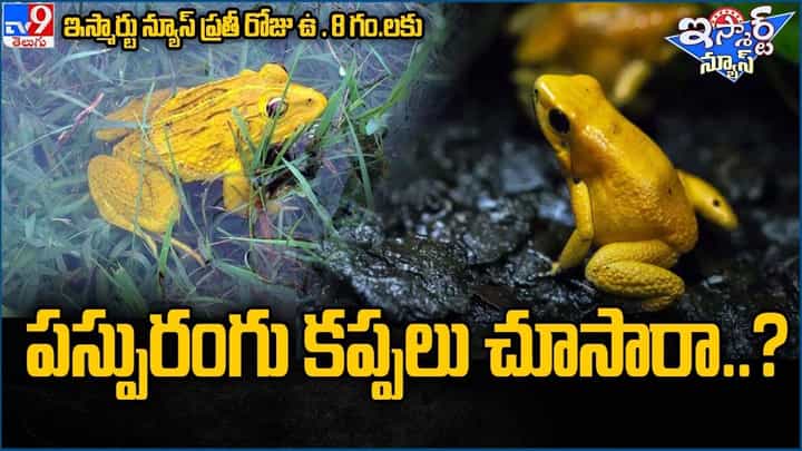 Telangana: పసుపు రంగు కప్పలు చూసారా ?? ఆసక్తికరంగా తిలకిస్తున్న స్థానికులు Telangana: పసుపు రంగు కప్పలు చూసారా ?? ఆసక్తికరంగా తిలకిస్తున్న స్థానికులు