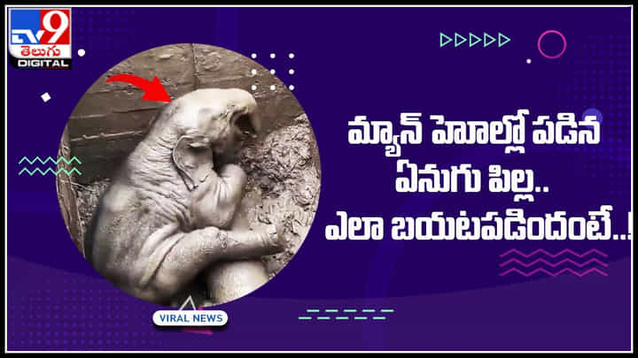 Elephant in man hole: అయ్యో పాపం.. మ్యాన్ హోల్లో పడిన ఏనుగు పిల్ల.. ఎలా బయటపడిందంటే..! Elephant in man hole: అయ్యో పాపం.. మ్యాన్ హోల్లో పడిన ఏనుగు పిల్ల.. ఎలా బయటపడిందంటే..!
