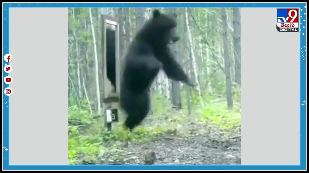 Bear funny video: అట్లుంటది మనతోని.. ఈ ఎలుగుబంటి చేసిన పనికి పగలబడి నవ్వాల్సిందే..