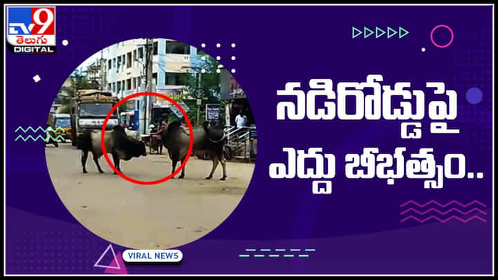Bull fight video: నడిరోడ్డుపై ఎద్దుల బీభత్సం.. నానా హంగామా చేస్తూ రెచ్చిపోయిన తాడిపెద్దు.. Bull fight video: నడిరోడ్డుపై ఎద్దుల బీభత్సం.. నానా హంగామా చేస్తూ రెచ్చిపోయిన తాడిపెద్దు..