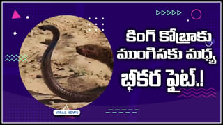 Ants carry gold chain: గోల్డ్‌చైన్‌ను కొట్టేసిన చీమల దండు.. వీటిపై ఏ సెక్షన్లపై కేసు పెట్టాలి..?