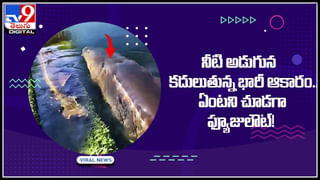 Viral Video: పిల్లి, పాముల హోరాహోరీ పోరు.. చివరకు ఏమైందంటే? నెట్టింట వైరల్ వీడియో