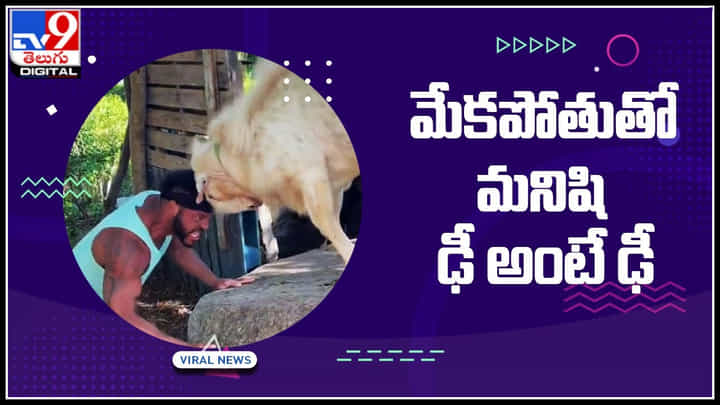 Man - Goat: మేకపోతుతో మనిషి ఢీ అంటే ఢీ.. పోటాపోటీగా ఎదురుపడుతున్న మేక.. వైరల్ అవుతున్న సూపర్ వీడియో Man - Goat: మేకపోతుతో మనిషి ఢీ అంటే ఢీ.. పోటాపోటీగా ఎదురుపడుతున్న మేక.. వైరల్ అవుతున్న సూపర్ వీడియో