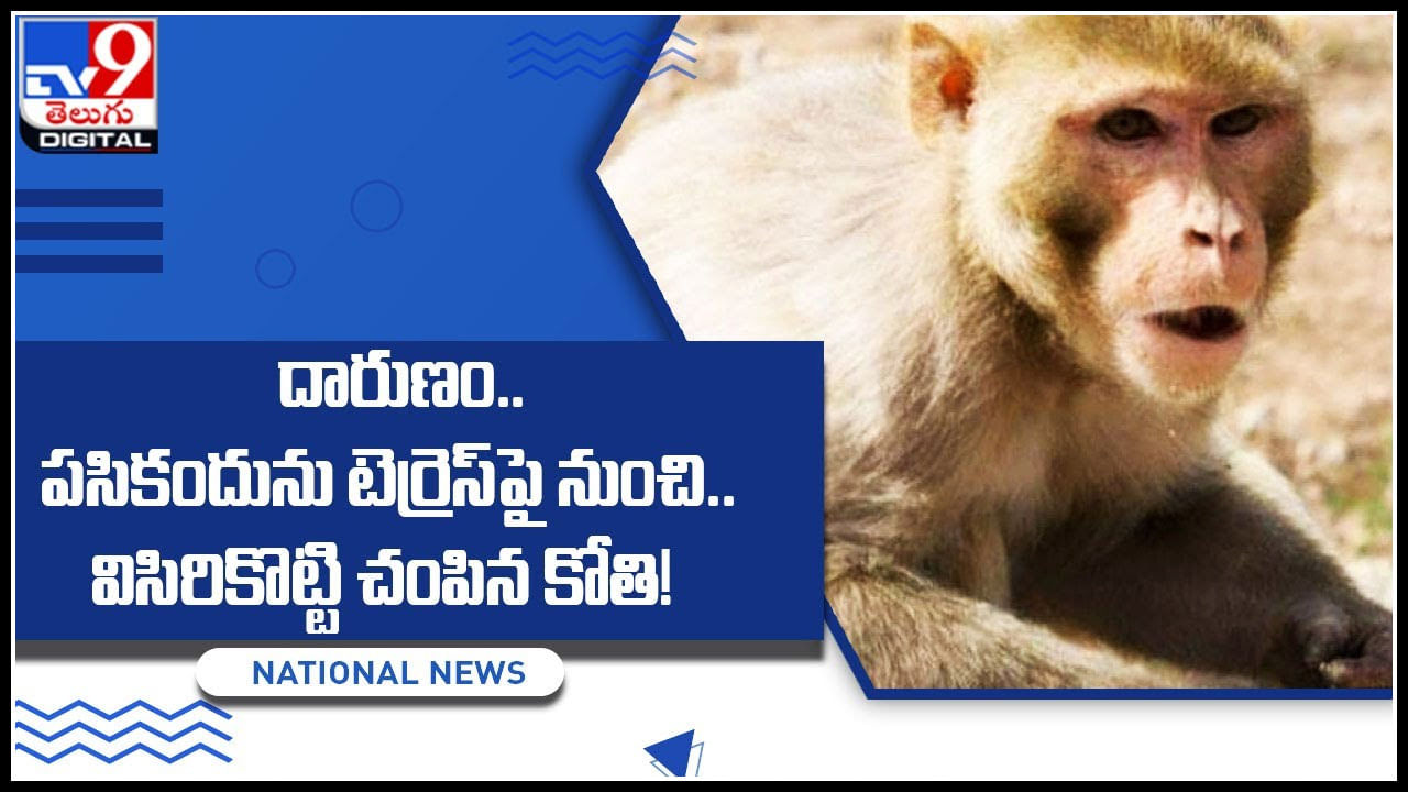 Monkey - baby: దారుణం..! పసికందును టెర్రెస్‌ పైనుంచి విసిరికొట్టి.. చంపిన కోతి..!