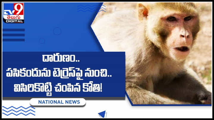 Monkey - baby: దారుణం..! పసికందును టెర్రెస్ పైనుంచి విసిరికొట్టి.. చంపిన కోతి..! Monkey - baby: దారుణం..! పసికందును టెర్రెస్ పైనుంచి విసిరికొట్టి.. చంపిన కోతి..!