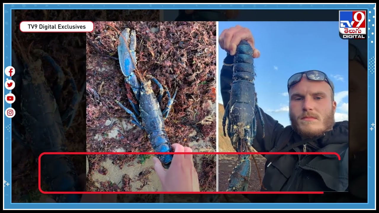 Blue Shrimp: జాలరి వలలో అరుదైన బ్లూ రొయ్య.. 20 లక్షల్లో ఒకటి మాత్రమే ఇలా..