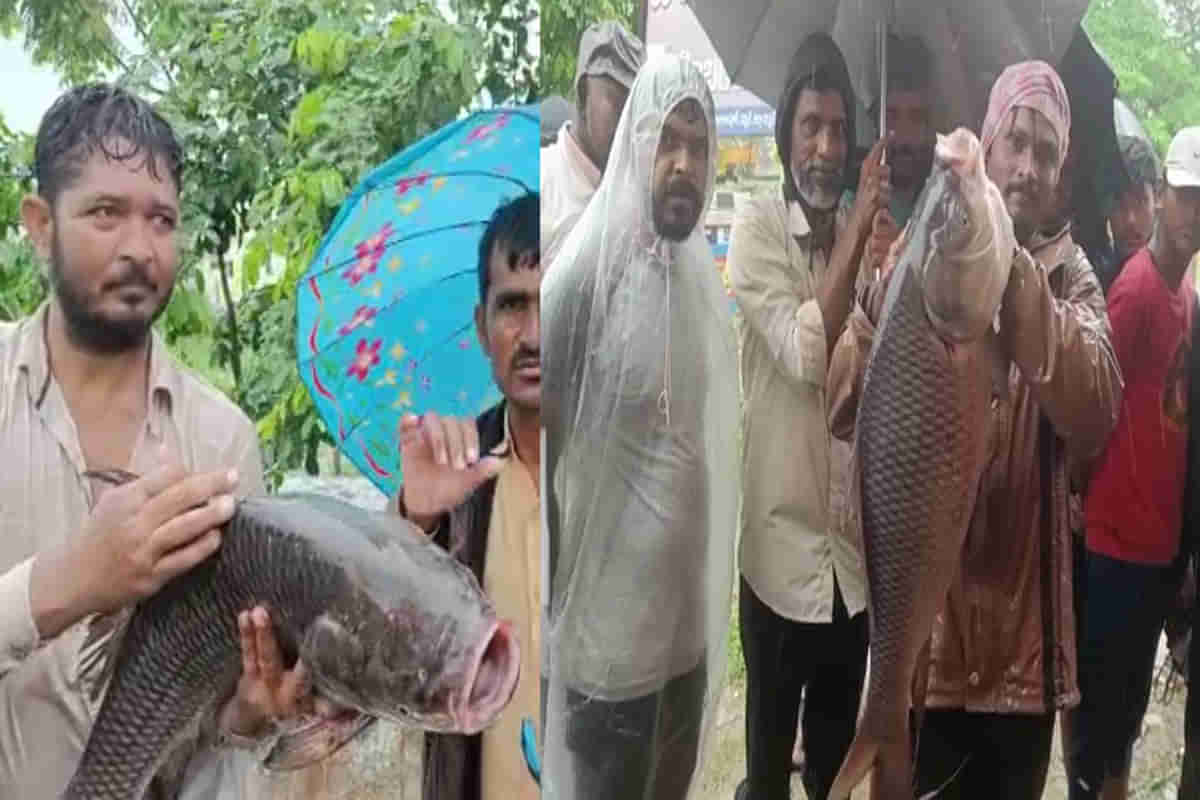 Fishing on roads: మరోమారు తెలంగాణలో రోడ్లమీదే చేపల వేట.. ఈ సారి ఒక్కోటి 5 కిలోలు పై మాటే..