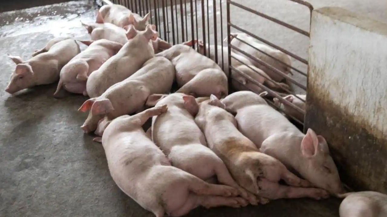 African Swine fever: మరో కొత్త అంటువ్యాధి కలకలం.. 300 పందుల్ని చంపేయాలని ఆదేశాలు..