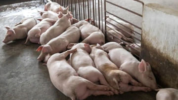African Swine fever: మరో కొత్త అంటువ్యాధి కలకలం.. 300 పందుల్ని చంపేయాలని ఆదేశాలు..