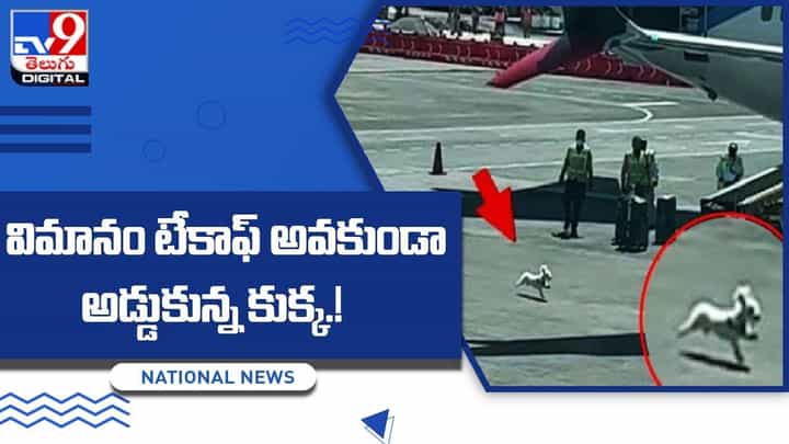 Leh Airport: విమానం టేకాఫ్ అవకుండా అడ్డుకున్న కుక్క.. చివరికి ఏమైందంటే ?? Leh Airport: విమానం టేకాఫ్ అవకుండా అడ్డుకున్న కుక్క.. చివరికి ఏమైందంటే ??