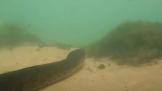 Viral: విశ్వాసమంటే ఇదే.. యజమానిని కాపాడి ప్రాణాలొదిలిన మూగ జీవి.. రియల్‌ స్టోరీ వింటే కన్నీళ్లు పెడతారు..