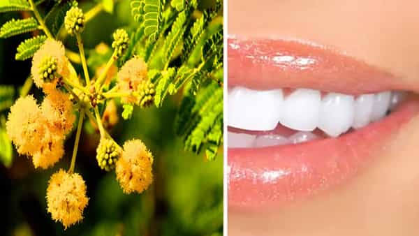 Health Tips: ఈ పువ్వులు పసుపు దంతాలను తెల్లగా చేస్తాయి.. నోటి వాసన కూడా మాయం..