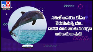baby dolphin baby dolphin