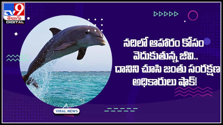 Baby Dolphin: నదిలో ఆహారం కోసం వెదుకుతున్న జీవి.. దానిని చూసి జంతు సంరక్షణ అధికారులు షాక్..! Baby Dolphin: నదిలో ఆహారం కోసం వెదుకుతున్న జీవి.. దానిని చూసి జంతు సంరక్షణ అధికారులు షాక్..!