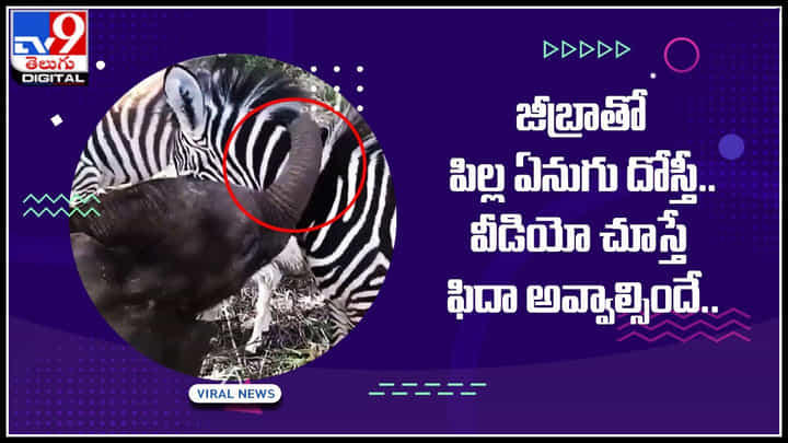 Elephant and Zebra: సో క్యూట్.. జీబ్రాతో పిల్ల ఏనుగు దోస్తీ .. వీడియో చూస్తే ఫిదా అవ్వాల్సిందే..! Elephant and Zebra: సో క్యూట్.. జీబ్రాతో పిల్ల ఏనుగు దోస్తీ .. వీడియో చూస్తే ఫిదా అవ్వాల్సిందే..!