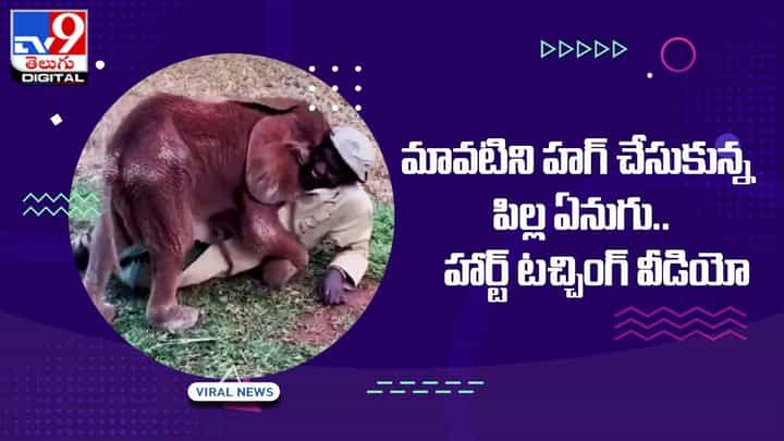 జంతు ప్రేమ అంటే ఇలానే ఉంటుంది.. మావటిని హగ్ చేసుకున్న పిల్ల ఏనుగు హార్ట్ టచ్చింగ్ వీడియో జంతు ప్రేమ అంటే ఇలానే ఉంటుంది.. మావటిని హగ్ చేసుకున్న పిల్ల ఏనుగు హార్ట్ టచ్చింగ్ వీడియో