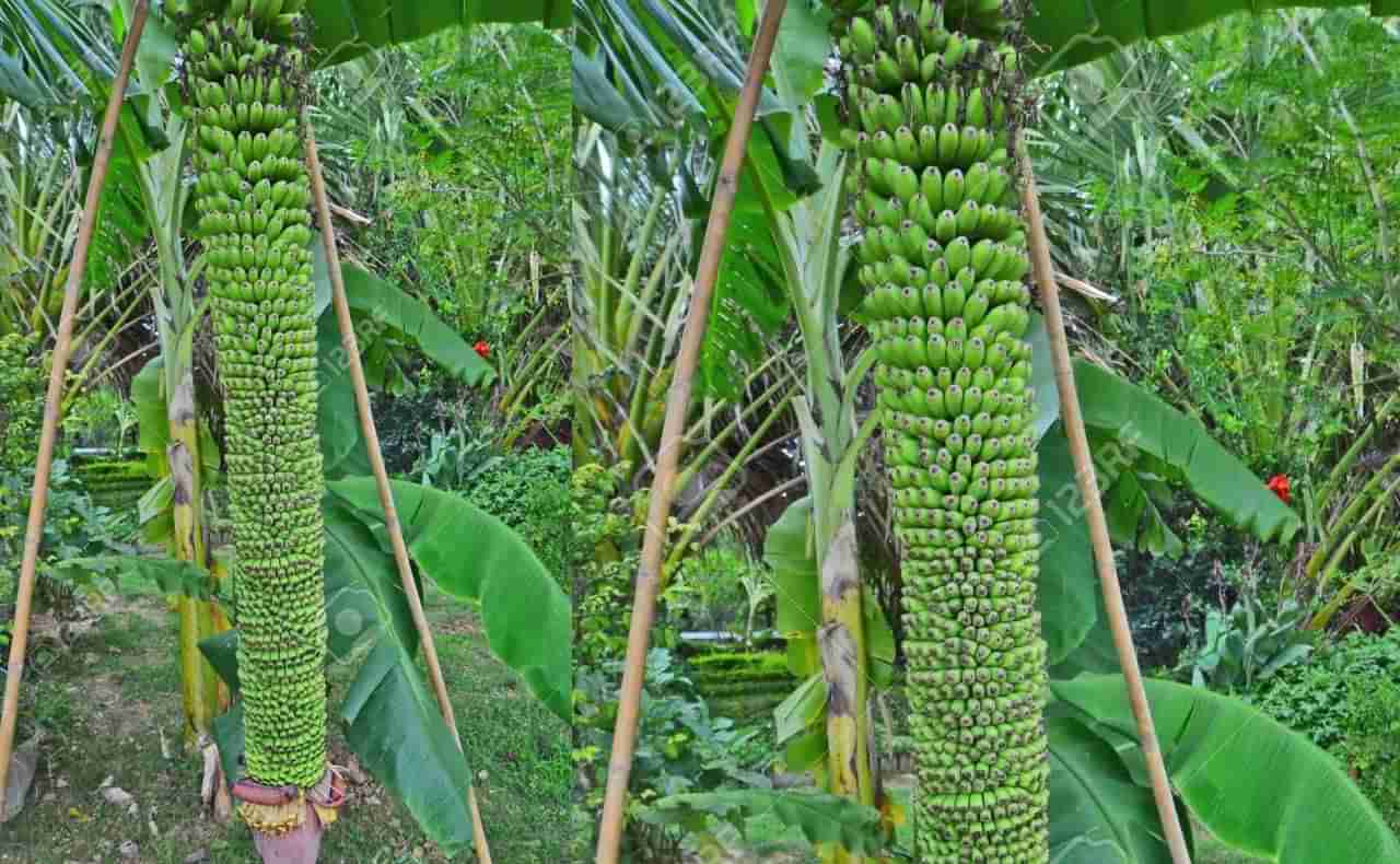 Andhra Pradesh: అయ్య బాబోయ్.. 80 హస్తాలతో అరటి గెల.. ఎన్ని కాయలో తెల్సా..