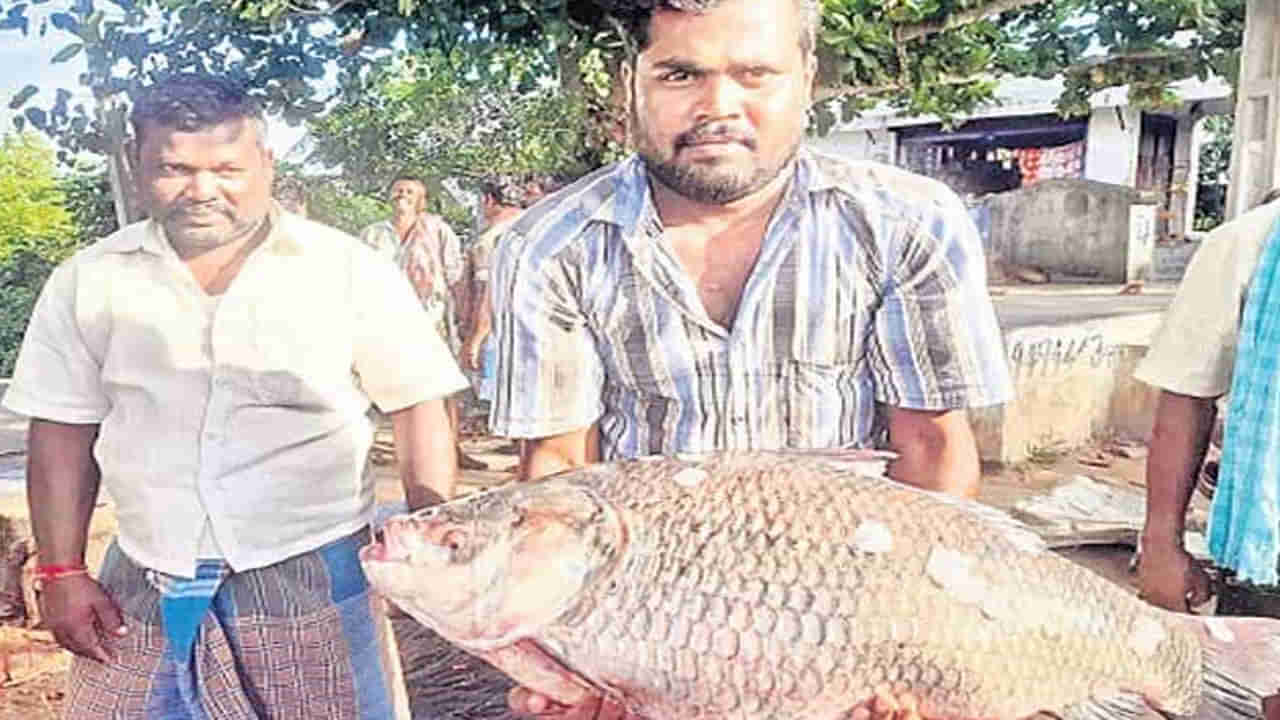 Big Fish: జాలరి పంట పండింది.. వలకు చిక్కిన బాహుబలి చేప.. దీని స్పెషల్ ఏంటంటే