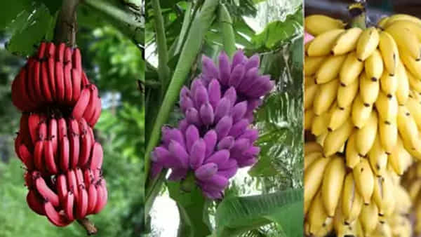 Red Banana Benefits: ఎర్ర అరటి పండుతో ఎన్ని ఆరోగ్య ప్రయోజనాలో తెలిస్తే అస్సలు విడిచిపెట్టరు..!