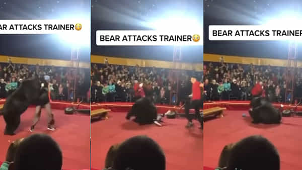 Bear Attack: నాతోనే నాటకాలా..? అందరి ముందు స్టేజ్ పైనే ట్రైనర్పై కసితీర్చుకున్న ఎలుగుబంటి.. వైరలవుతున్న వీడియో