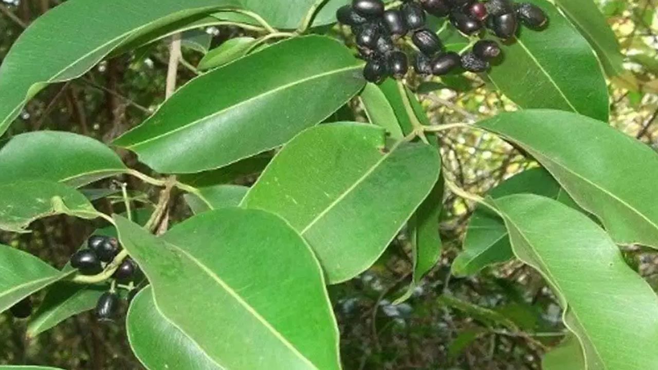 Jamun Leaves Benefits: కిడ్నీల్లో రాళ్ల సమస్యలకు నేరేడు ఆకులు దివ్య ఔషధం.. ఆరోగ్య ప్రయోజనాలు ఎన్నో..