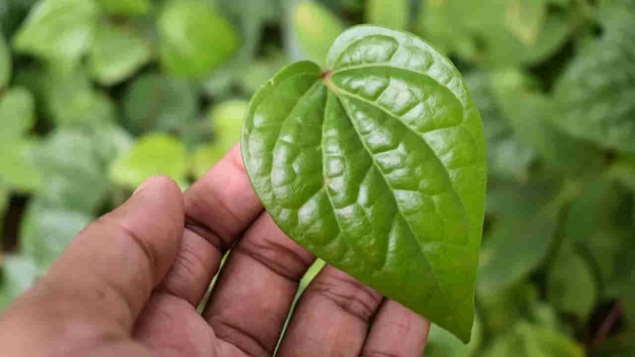 Disadvantages Of Eating Paan: తమలపాకులు తింటున్నారా? ఇది తెలిస్తే ఇక ఆ పని చేయరేమో..!