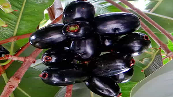 Diabetes Diet: నేరేడు పండ్లు, గింజలు తింటే షుగర్ కంట్రోల్ అవుతుందా.. ఇందులో నిజం ఎంత..?