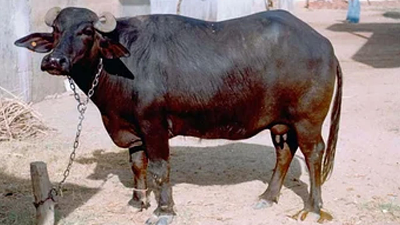 Viral: విశ్వాసమంటే ఇదే.. యజమానిని కాపాడి ప్రాణాలొదిలిన మూగ జీవి.. రియల్‌ స్టోరీ వింటే కన్నీళ్లు పెడతారు..