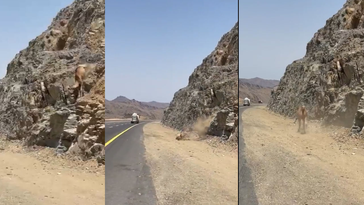 Shocking Video : ఎత్తైన కొండపై నుంచి కిందపడ్డ ఒంటె.. ఆ తర్వాత ఏమైందో చూస్తే షాక్‌ అవుతారు.. వైరలవుతున్న వీడియో